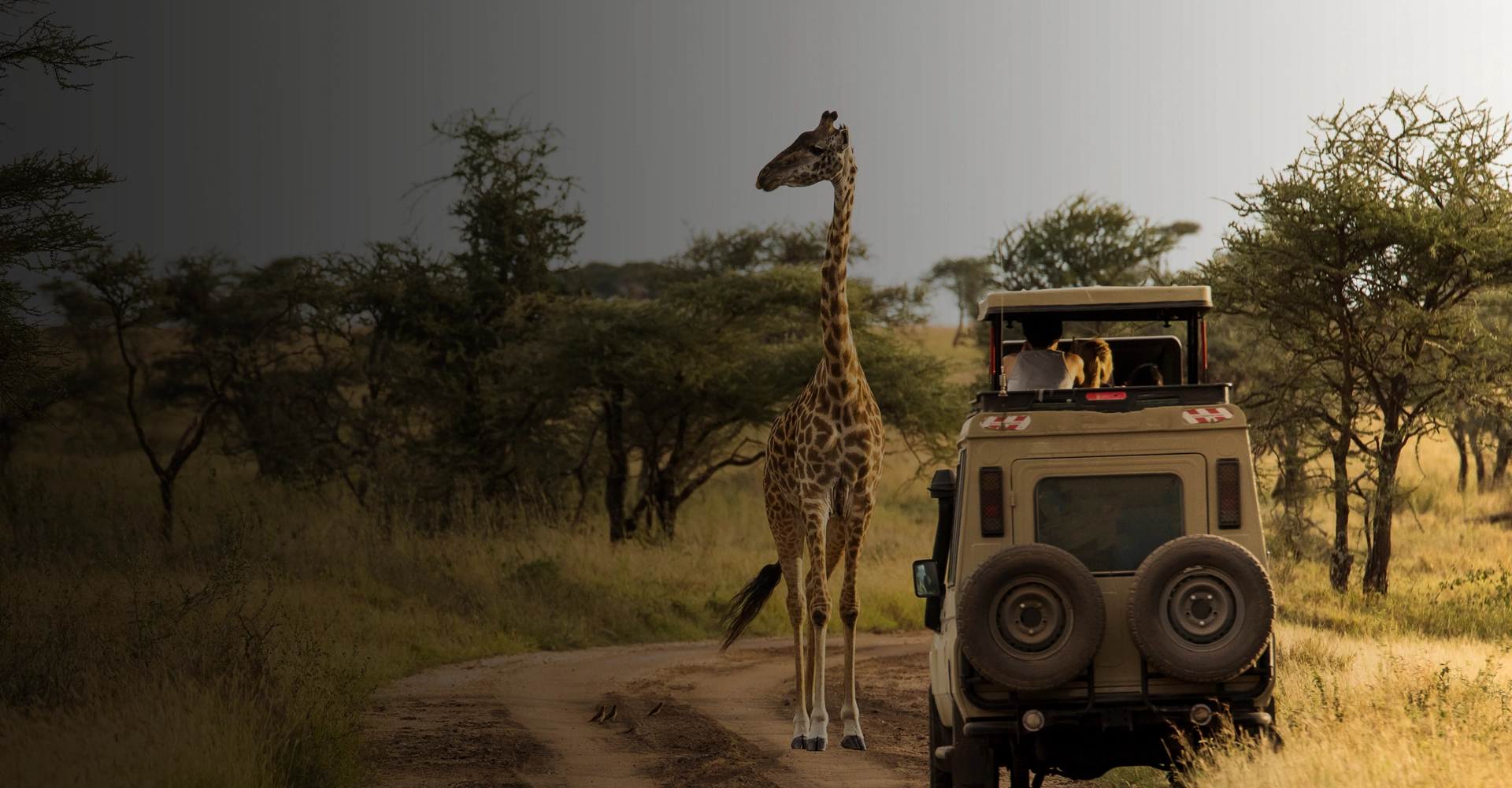 Journeys across the african savanna