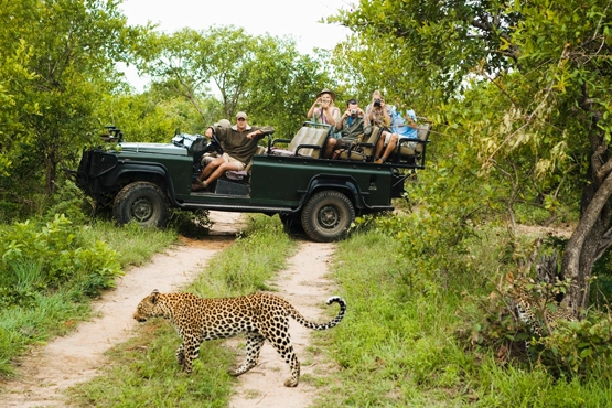 Witnessing the great migration and predator dynamics